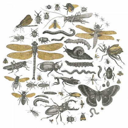 Picture of INSECT CIRCLE I