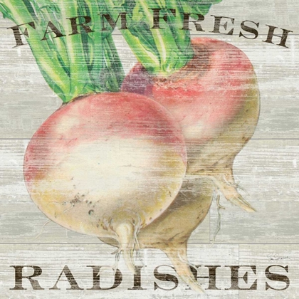 Picture of FARM FRESH RADISHES