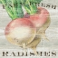Picture of FARM FRESH RADISHES