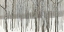 Picture of WOODS IN WINTER 