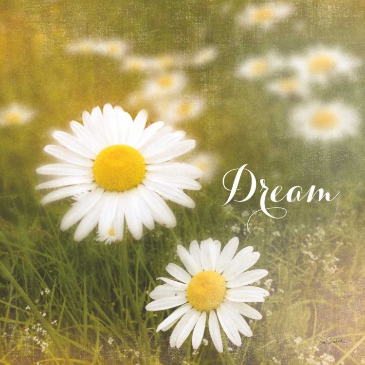 Picture of DAISY DREAMS 