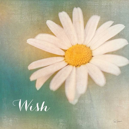 Picture of DAISY WISHES 