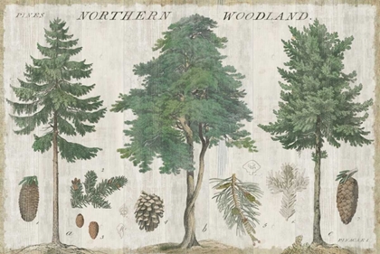 Picture of WOODLAND CHART I
