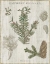Picture of WOODLAND CHART II