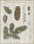 Picture of WOODLAND CHART IV