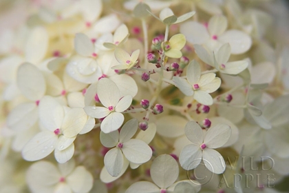 Picture of HYDRANGEA DELIGHT II