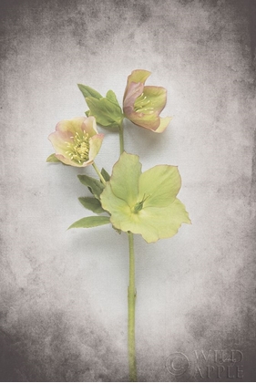 Picture of VINTAGE HELLEBORE STUDY I