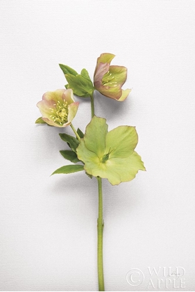 Picture of HELLEBORE STUDY I