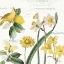 Picture of CITRON CURIOSITIES II