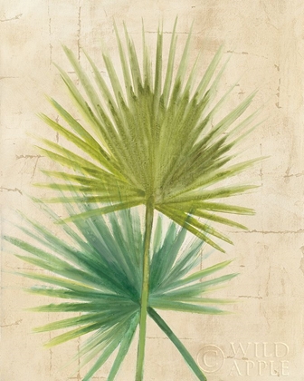 Picture of FAN PALM