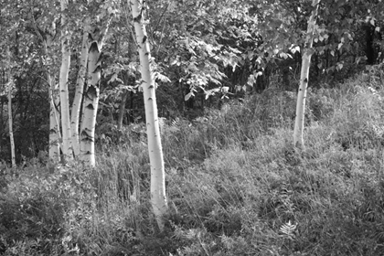 Picture of SUNLIT BIRCHES I
