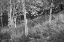Picture of SUNLIT BIRCHES I