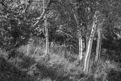 Picture of SUNLIT BIRCHES II