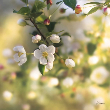 Picture of BLUSH BLOSSOMS I