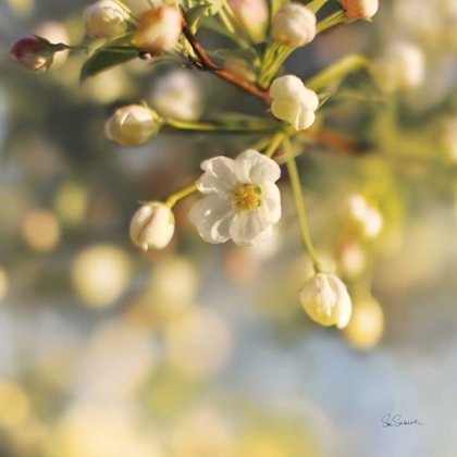 Picture of BLUSH BLOSSOMS II