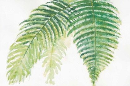 Picture of FERNS III