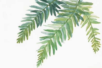 Picture of FERNS I