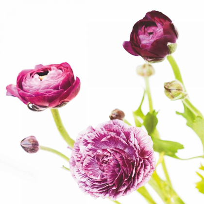 Picture of SPRING RANUNCULUS II