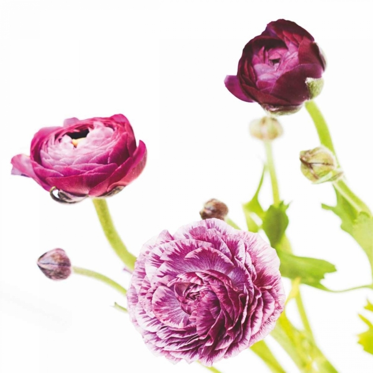 Picture of SPRING RANUNCULUS II