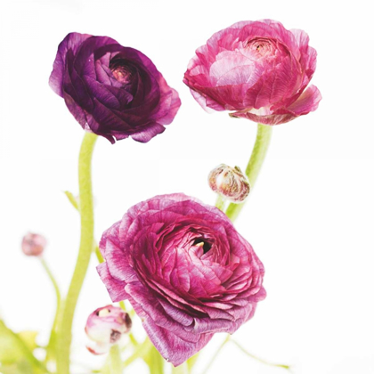 Picture of SPRING RANUNCULUS I