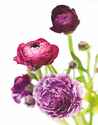 Picture of SPRING RANUNCULUS VI