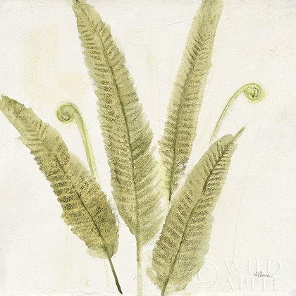 Picture of FOREST FERNS II