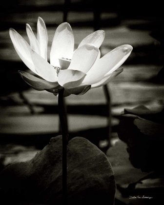 Picture of LOTUS FLOWER VIII