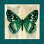 Picture of SILK BUTTERFLY II
