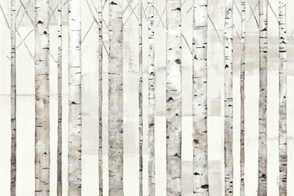 Picture of BIRCH TREES ON WHITE