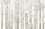 Picture of BIRCH TREES ON WHITE