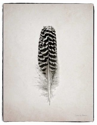 Picture of FEATHER I BW 