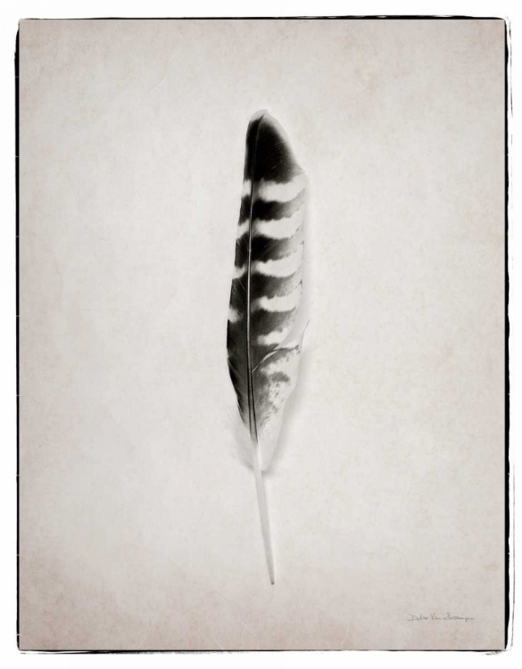 Picture of FEATHER IV BW 