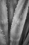Picture of ABSTRACT AGAVA I