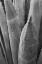 Picture of ABSTRACT AGAVA III