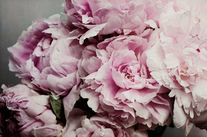 Picture of PEONIES GALORE II