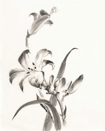 Picture of SUMI DAYLILY II