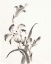 Picture of SUMI DAYLILY II