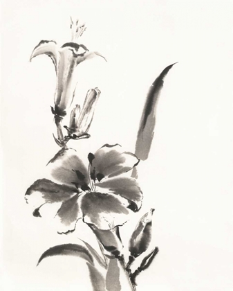 Picture of SUMI DAYLILY III