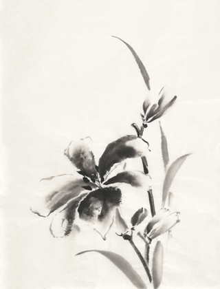 Picture of SUMI DAYLILY IV