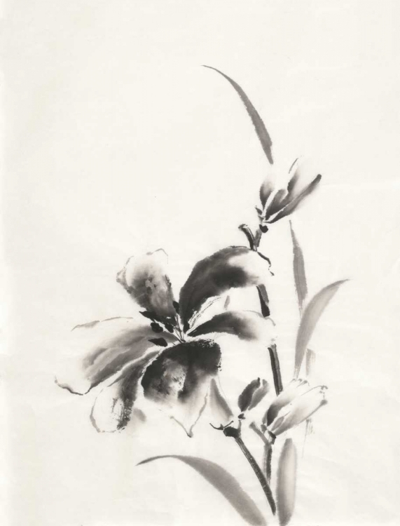 Picture of SUMI DAYLILY IV