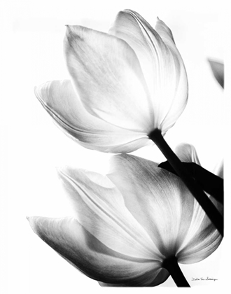 Picture of TRANSLUCENT TULIPS II NO BORDER