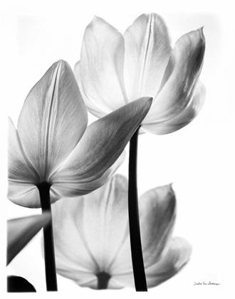 Picture of TRANSLUCENT TULIPS III NO BORDER