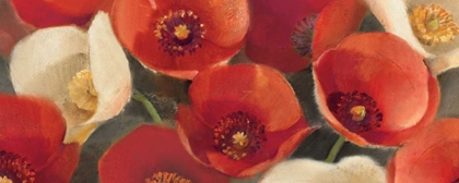 Picture of POPPIES BLOOM I