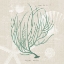 Picture of GORGONIA MINIACEA