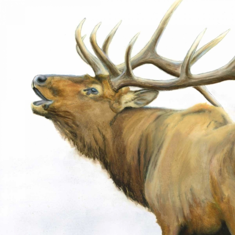 Picture of MAJESTIC ELK BROWN CROP