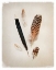 Picture of FEATHER GROUP II