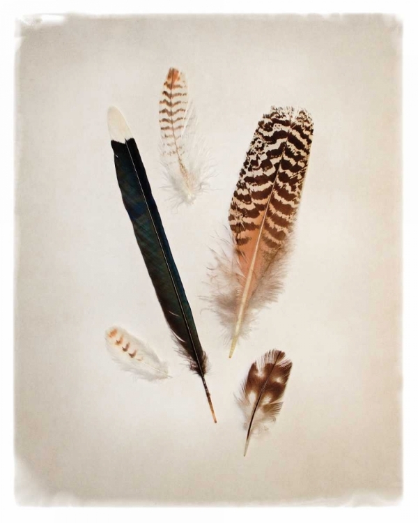 Picture of FEATHER GROUP II