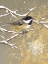 Picture of WINTER BIRDS CHICKADEE COLOR