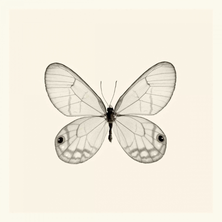 Picture of BUTTERFLY I BW CROP