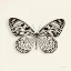 Picture of BUTTERFLY V BW CROP